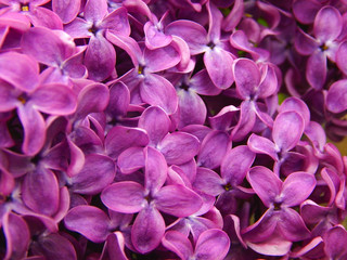  flowers lilac macro photo afternoon