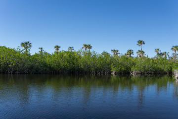 USA, Florida, Mangrove forest and palm trees reflecting in everglades water