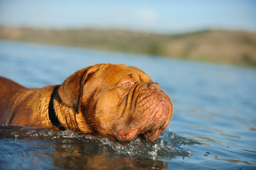Dogue De Bordeaux dog outdoor portrait swimming in blue water