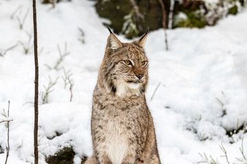 Naklejka premium Eurasian Lynx, Lynx lynnx, sitting in the snow looking to the right