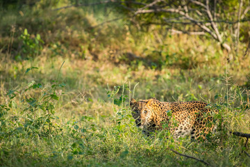 A leopardess staring from grass