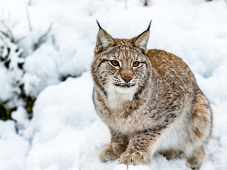 Fototapeta premium Eurasian Lynx, Lynx lynnx, sitting in the snow