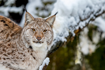 Naklejka na ściany i meble Eurasian Lynx, Lynx lynnx, in the snowy forest