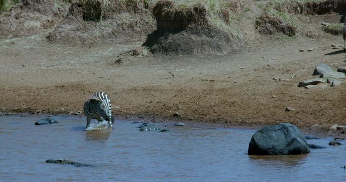 Burchell'S Zebra Drinking In Mara River Near Crocodile; Maasai Mara 10 Sept 2016; Maasai Mara, Kenya, Africa