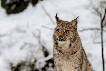 Eurasian Lynx, Lynx lynnx, sitting in the snow