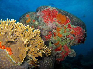 Underwater Invertebrates
