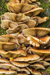 Fungi growing on tree bark