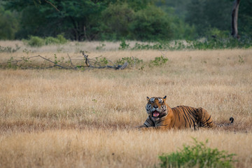 Obraz na płótnie Canvas A wild tiger from Ranthambore National Park, India