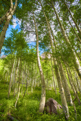 Obraz premium Aspen Trees