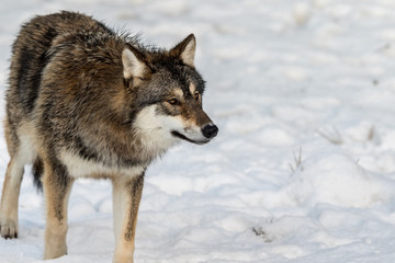 Grey wolf, Canis lupus, standing in a snowy winter forest.