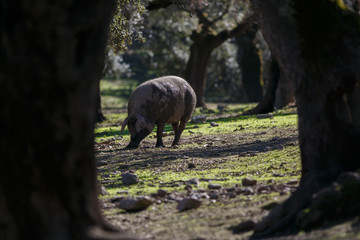 Iberian pig eating acorns