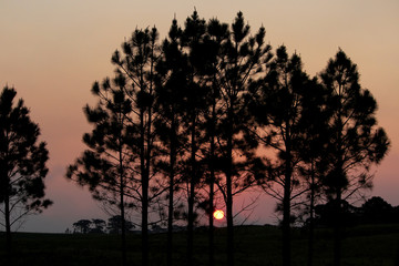 Por do sol entre árvores