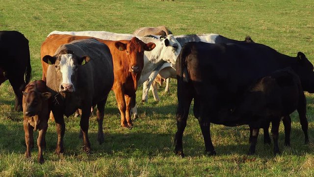 Simmental, Limousin & Holstein Cattle; Cows In Field; Wrench Green, North Yorkshire
