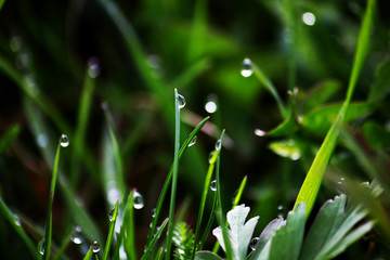 Fototapeta premium dew drops on fresh green grass in spring