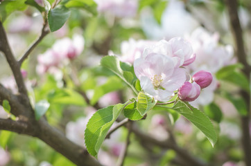 pink white flowers of fruit tree