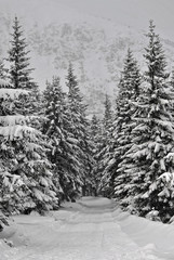 Winter road leading through the spruce forest in the mountains