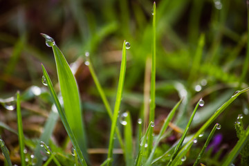 dew drops on fresh green grass in spring