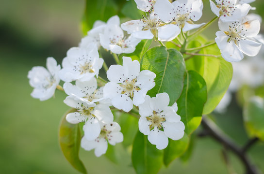 white flowers of pear fruit tree