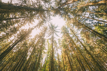 Autumn Pine Coniferous Forest Trees Woods To Canopy. Bottom View © Great Brut Here