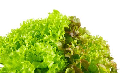 lettuce salad mix isolated