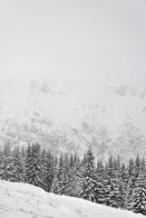 Spruce forest in winter and rocky cliff in the background