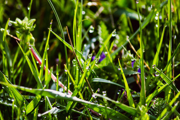 dew drops on fresh green grass in spring