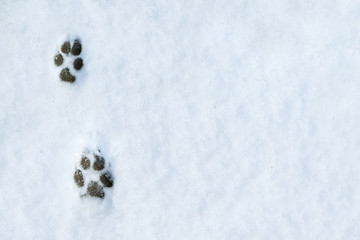 Footprints of a dog on the snow background