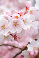 Fototapeta premium 桜の花