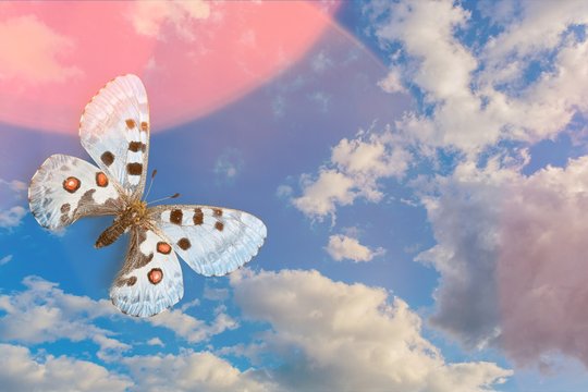 Aloofly Images – Browse 9 Stock Photos, Vectors, and Video | Adobe Stock