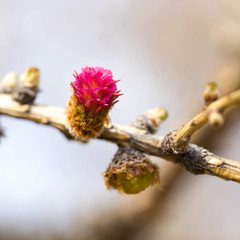 Spring buds