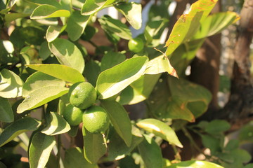 Three green lemons in the garden 