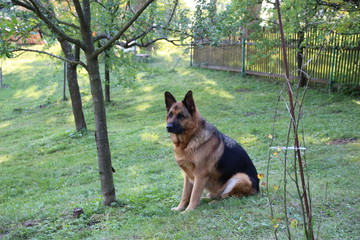 german sheppert
