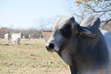 Brahma Bull Close Up