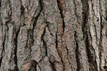 bark of pine, texture