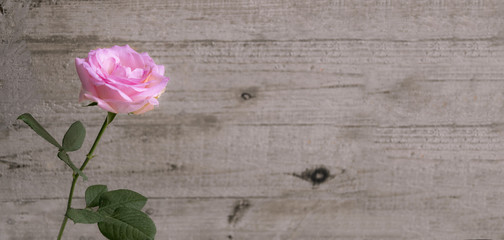 Fototapeta na wymiar Einzelne Rose vor Holz, Breitbild, Panorama