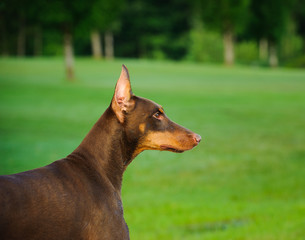 Doberman Pinscher dog outdoor portrait in green grass