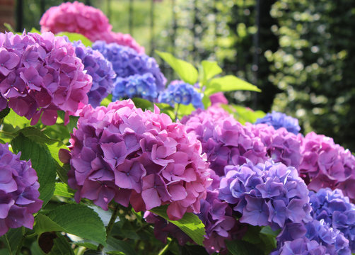 Beautiful blue and pink Hydrangea macrophylla flower heads in the evening sunlight.