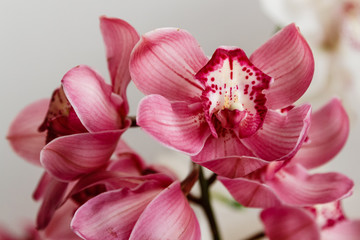 Fototapeta na wymiar beautiful red orchid