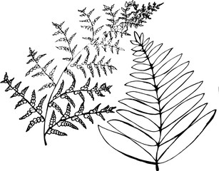 Black and white fern illustration. Ancient plant set.