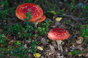 Fly agarics on a Sunny day in the autumn forest