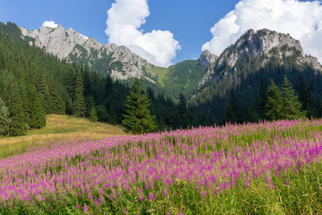 Meadow with pink lupin flowers in valley in Tatra Mountains in Poland