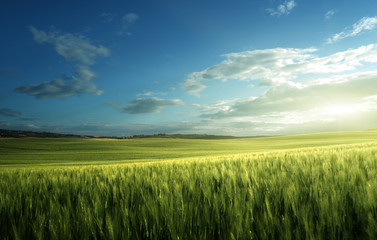 Fototapeta na wymiar Green field of wheat in Tuscany, Italy