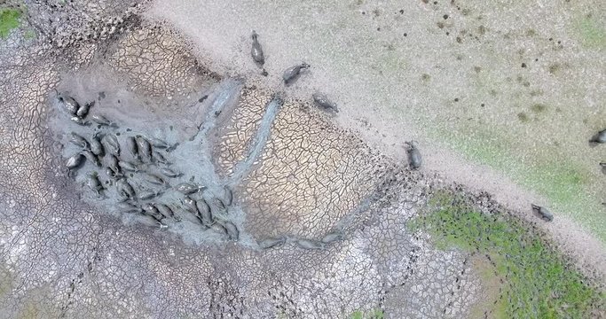 4k aerial movie of Buffalo herd was mud bathing.