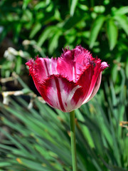 red tulip on a background of green grass