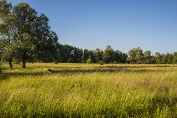 Obraz na płótnie Canvas summer meadow forest and sky. Green grass.