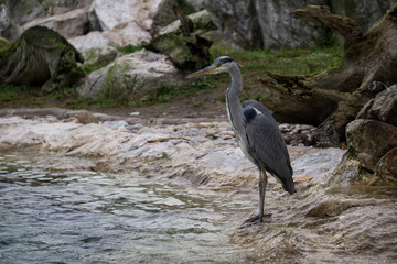 Gray egret on the water shore