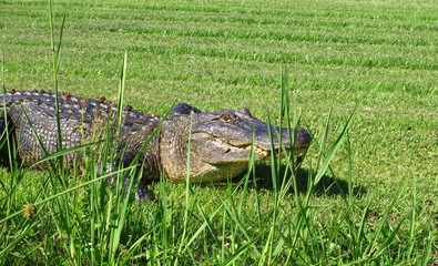 Alligator in a Green Bayou in Louisiana on a Swamp Tour