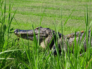 Alligator in a Green Bayou in Louisiana on a Swamp Tour