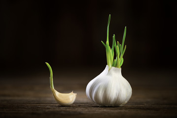 Garlic germinated
