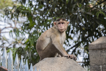 Portrait of monkey